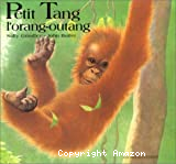 Petit Tang, l'orang-outang